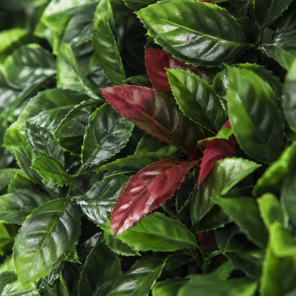 Close-up of green and red leaves