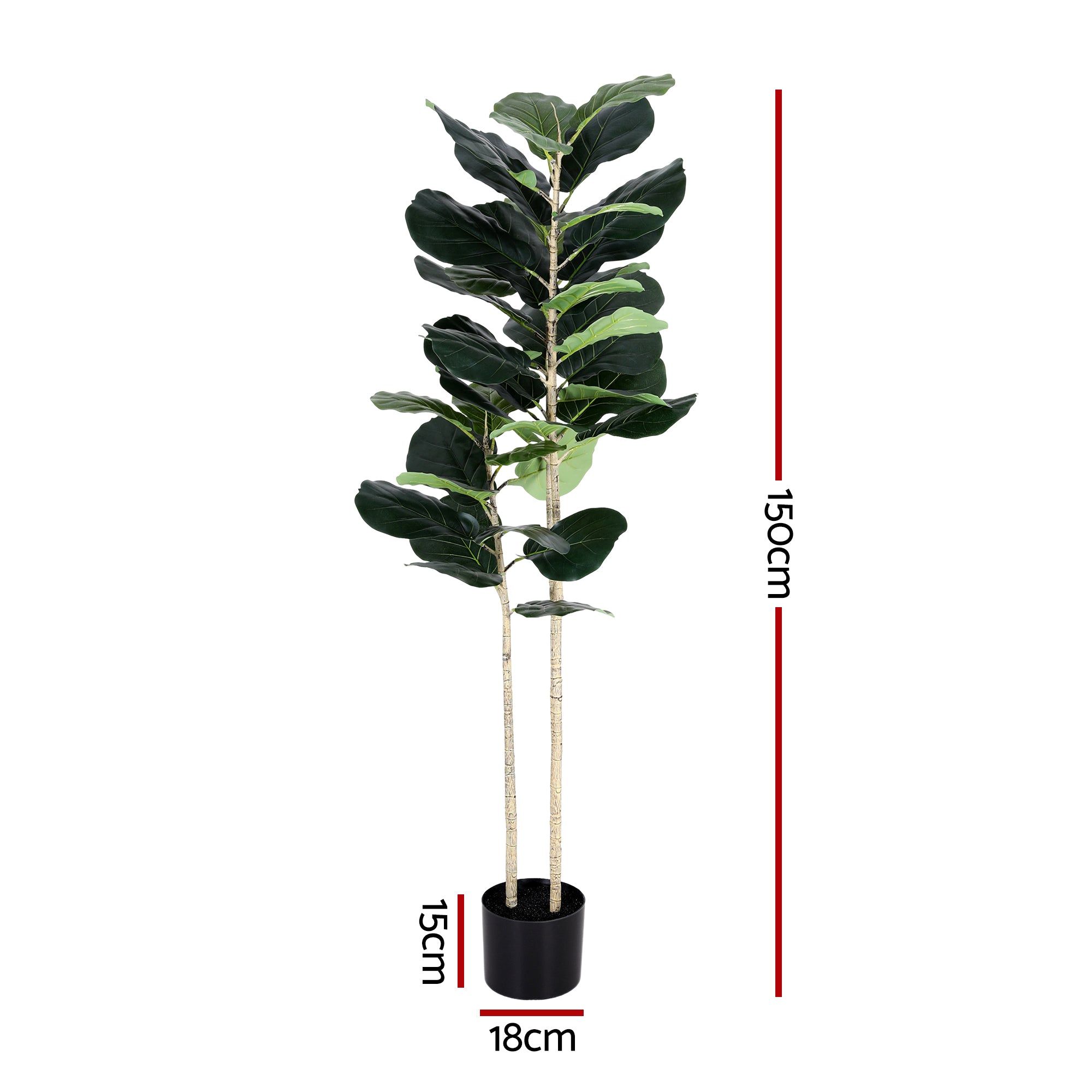 Fiddle leaf fig plant with dimensions on a white background