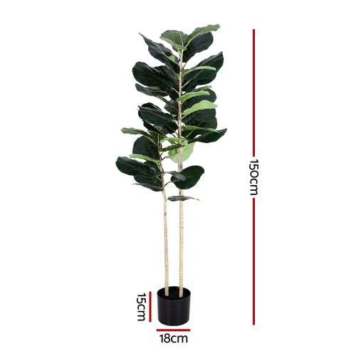 Fiddle leaf fig plant with dimensions on a white background