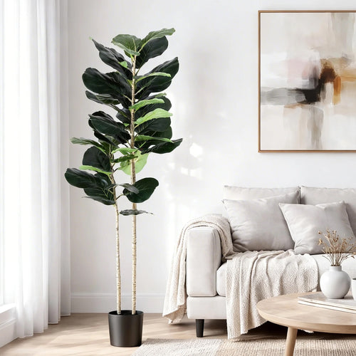 Fiddle leaf fig plant in a living room setting with a sofa and abstract art on the wall.