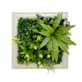Artificial green wall with various plants in a decorative frame on a white background
